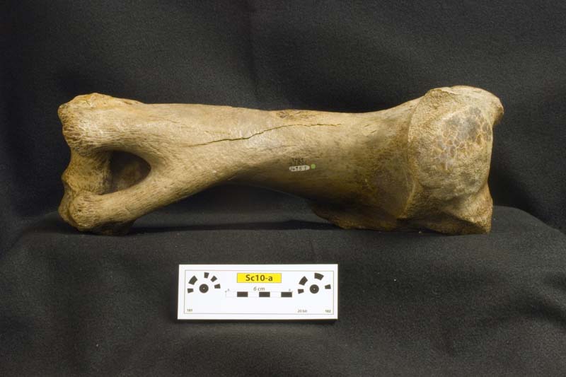 imnh-47001-16957-humerus-photo